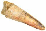 Bargain, Fossil Spinosaurus Tooth - Real Dinosaur Tooth #381013-1
